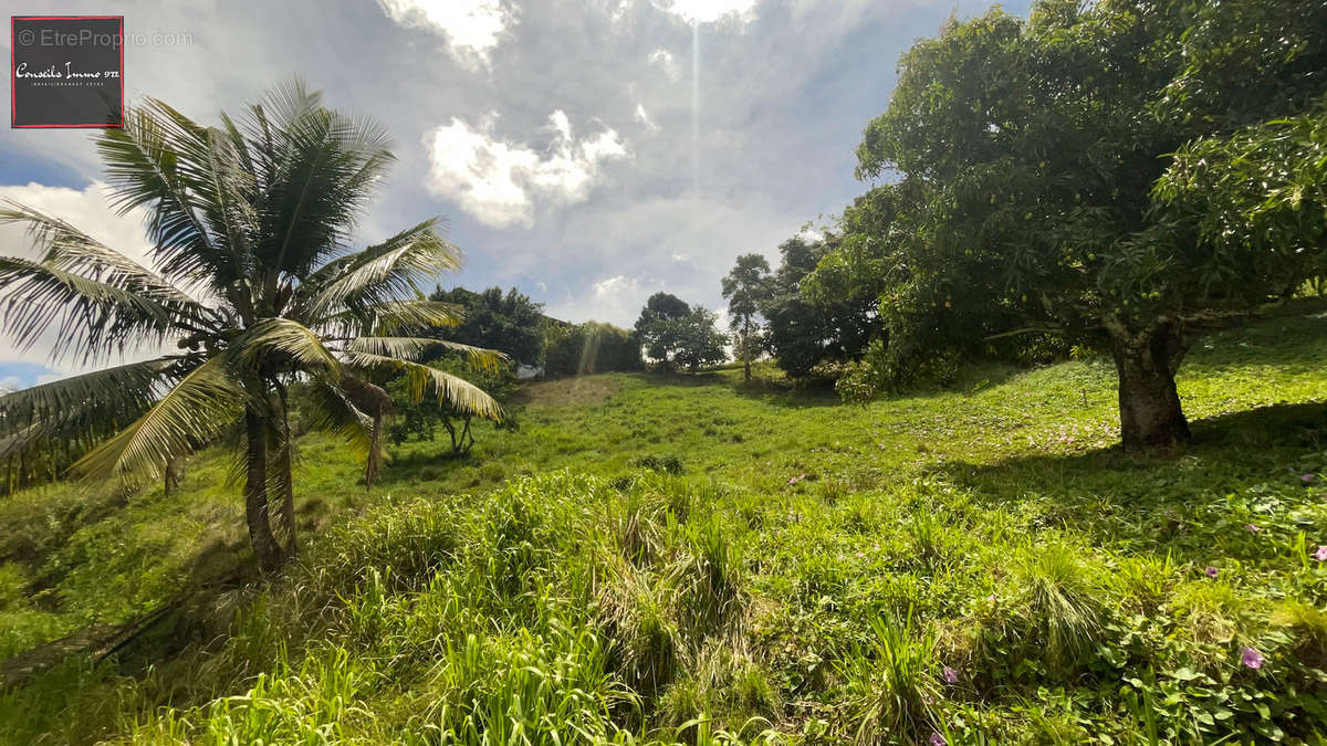 Terrain à SAINTE-LUCE