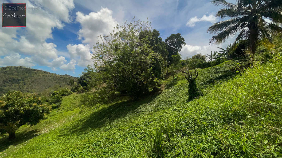 Terrain à SAINTE-LUCE