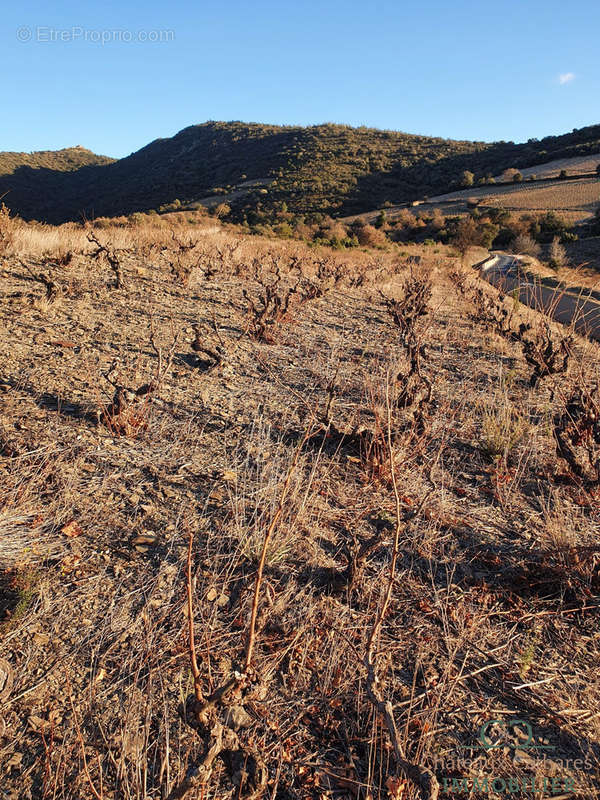 Terrain à MONTNER