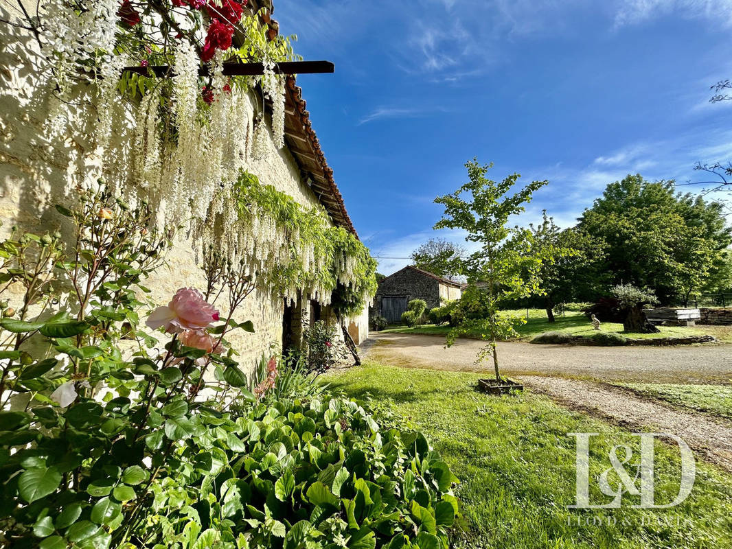 Ancienne maison et sa glycine - Maison à COUHE