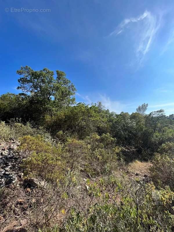 Terrain à SAINT-RAPHAEL