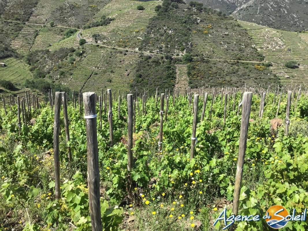 Terrain à BANYULS-SUR-MER