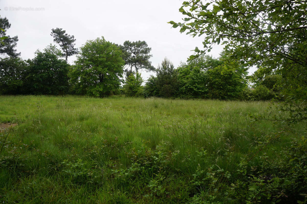 à vendre entre Eauze et Condom terrain 2604 m² - Terrain à EAUZE