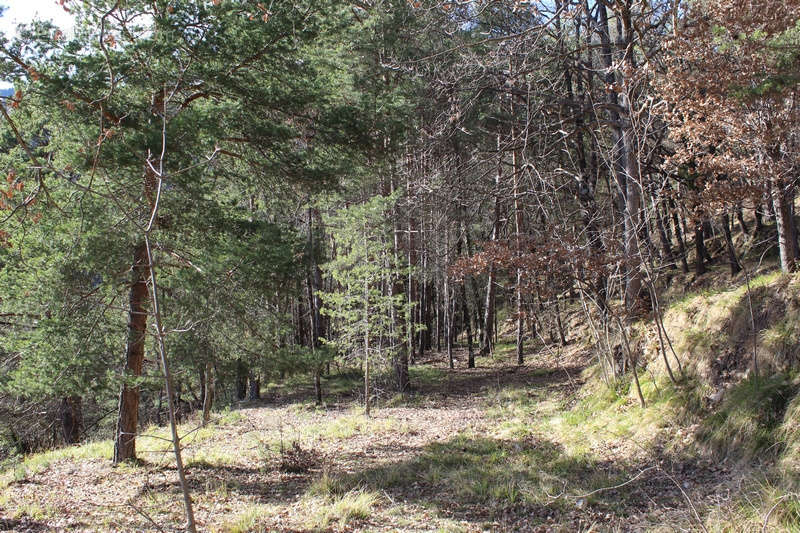 Terrain à ROQUEBILLIERE