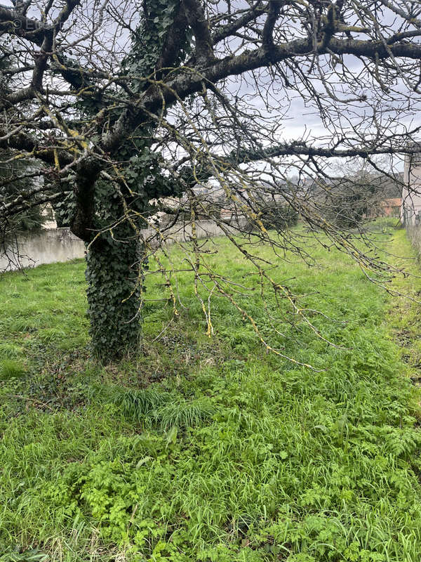 Terrain à SAINT-JEAN-DE-THOUARS