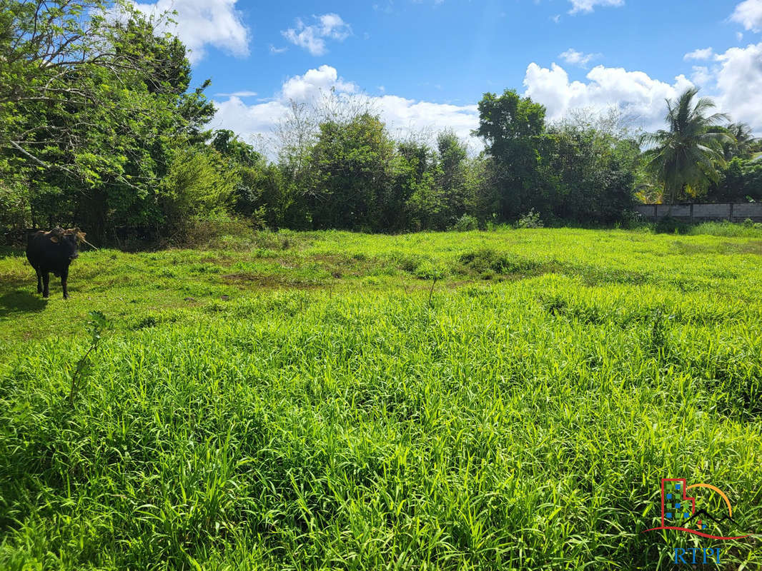 Terrain à LES ABYMES