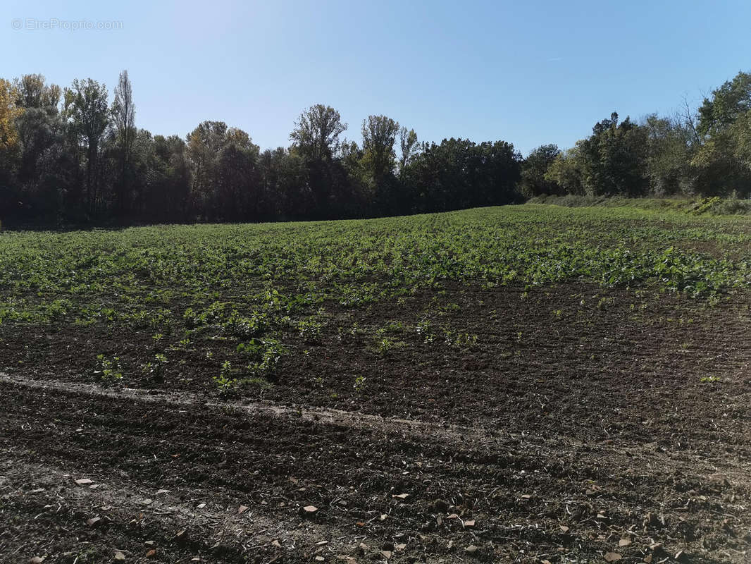 Terrain à L&#039;ISLE-JOURDAIN