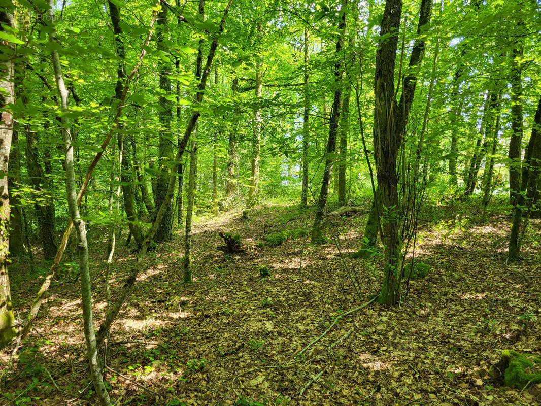 Terrain à LATRONQUIERE