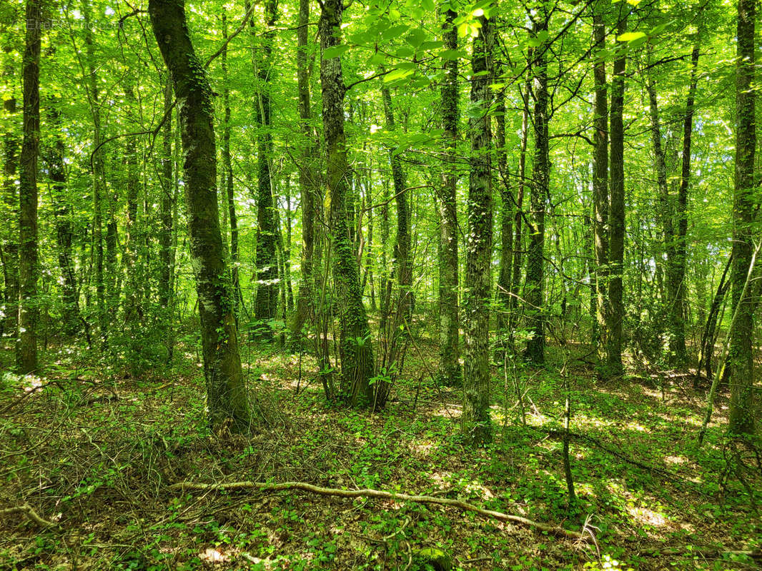 Terrain à LATRONQUIERE