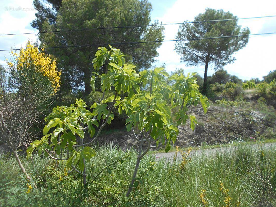 Terrain à SAINT-PONS-DE-MAUCHIENS