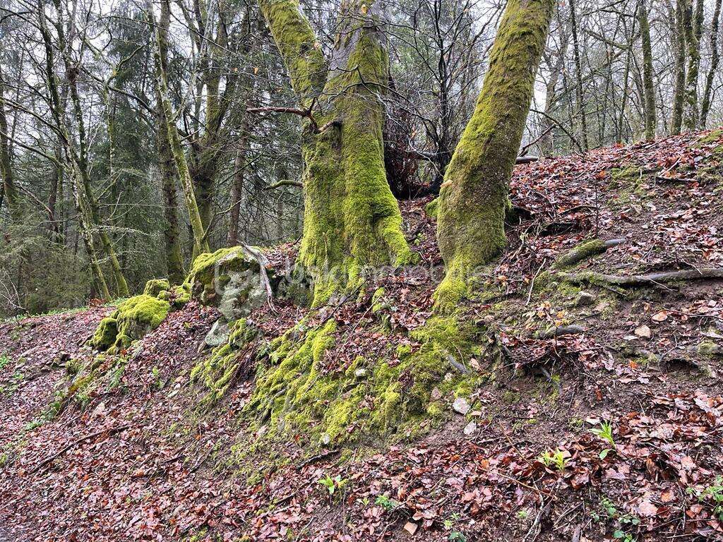 Terrain à DUN-LES-PLACES