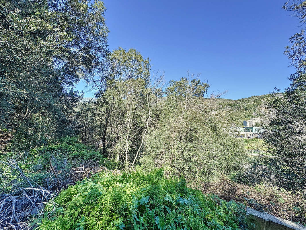 Terrain à SAN-MARTINO-DI-LOTA