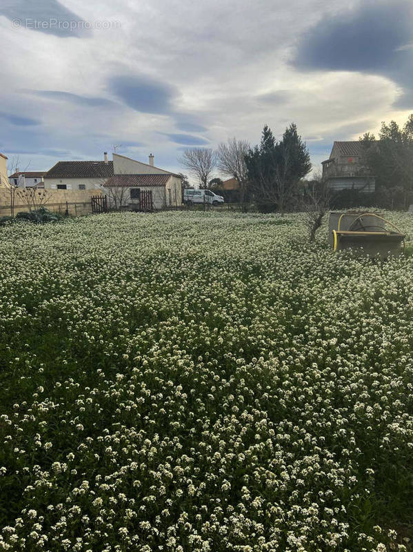 Photo 1 - Terrain à CANET