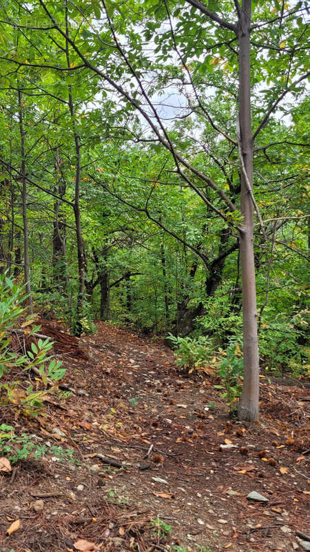 Terrain à BRANOUX-LES-TAILLADES