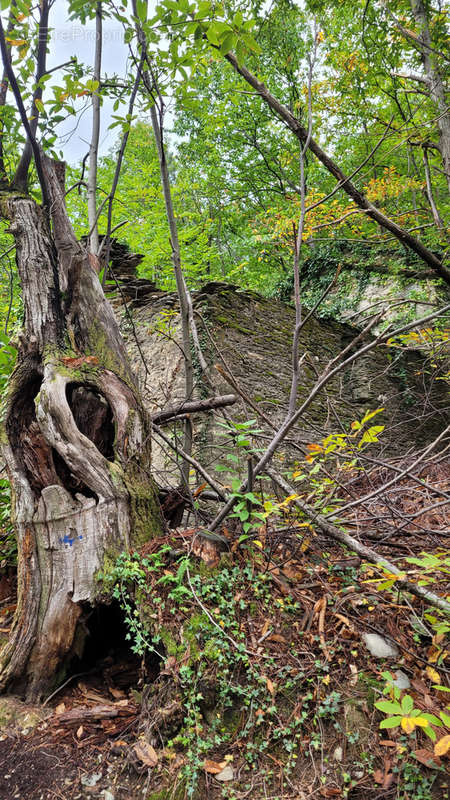 Terrain à BRANOUX-LES-TAILLADES