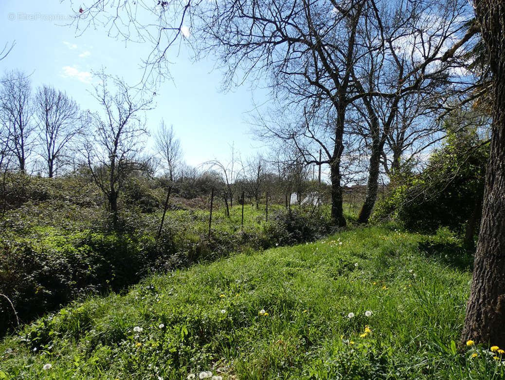 Terrain à PANASSAC