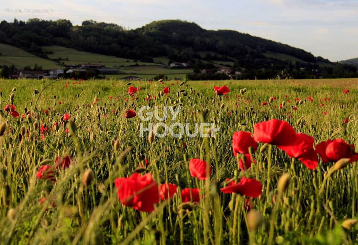 Terrain à VILLENEUVE-DE-MARC