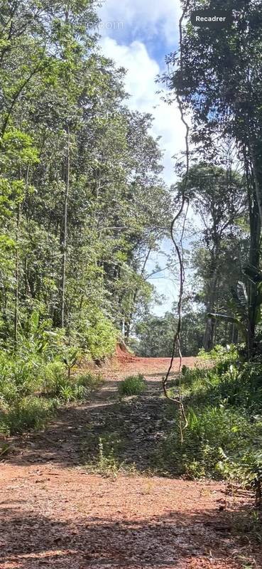 Terrain à CAYENNE