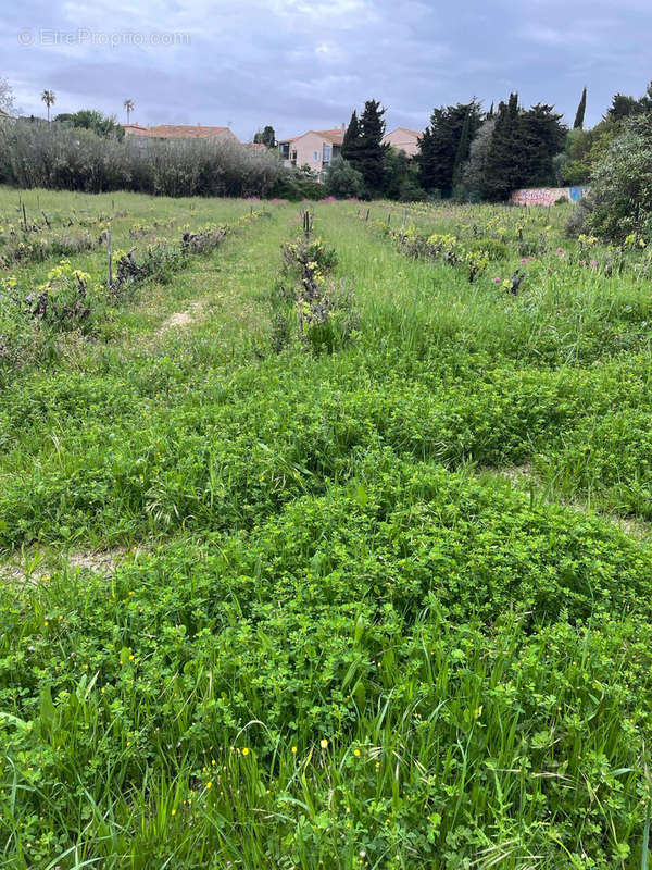 Terrain à SANARY-SUR-MER