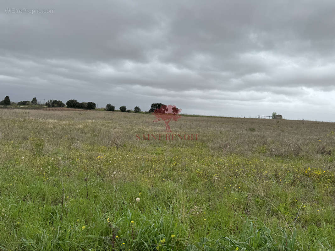 Terrain à SAINT-ANDRE-DE-SANGONIS