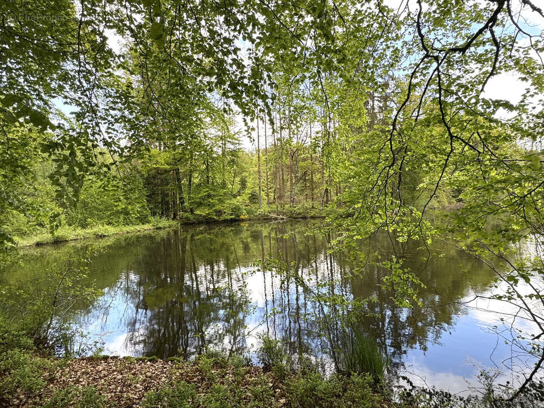 Terrain à SERVANCE