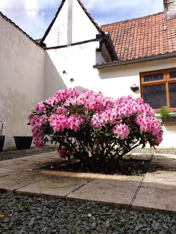 Maison à HESDIN