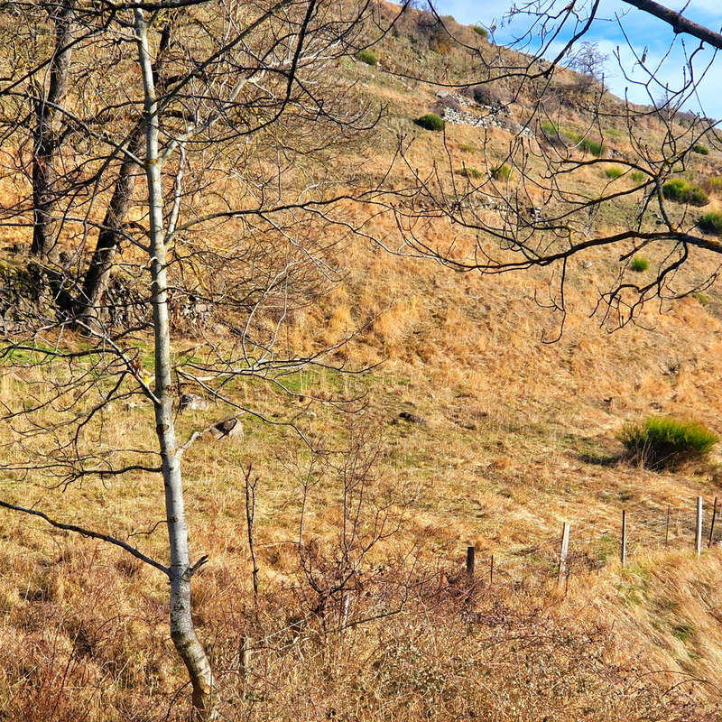 Terrain à LE MONASTIER-SUR-GAZEILLE