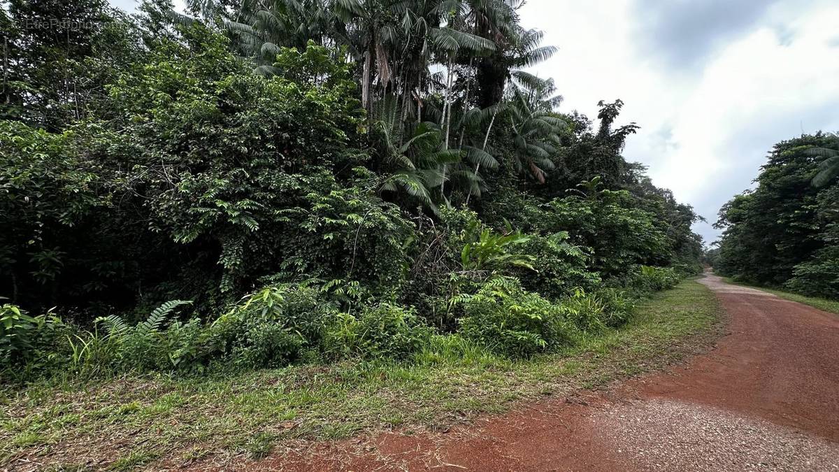 Terrain à CAYENNE