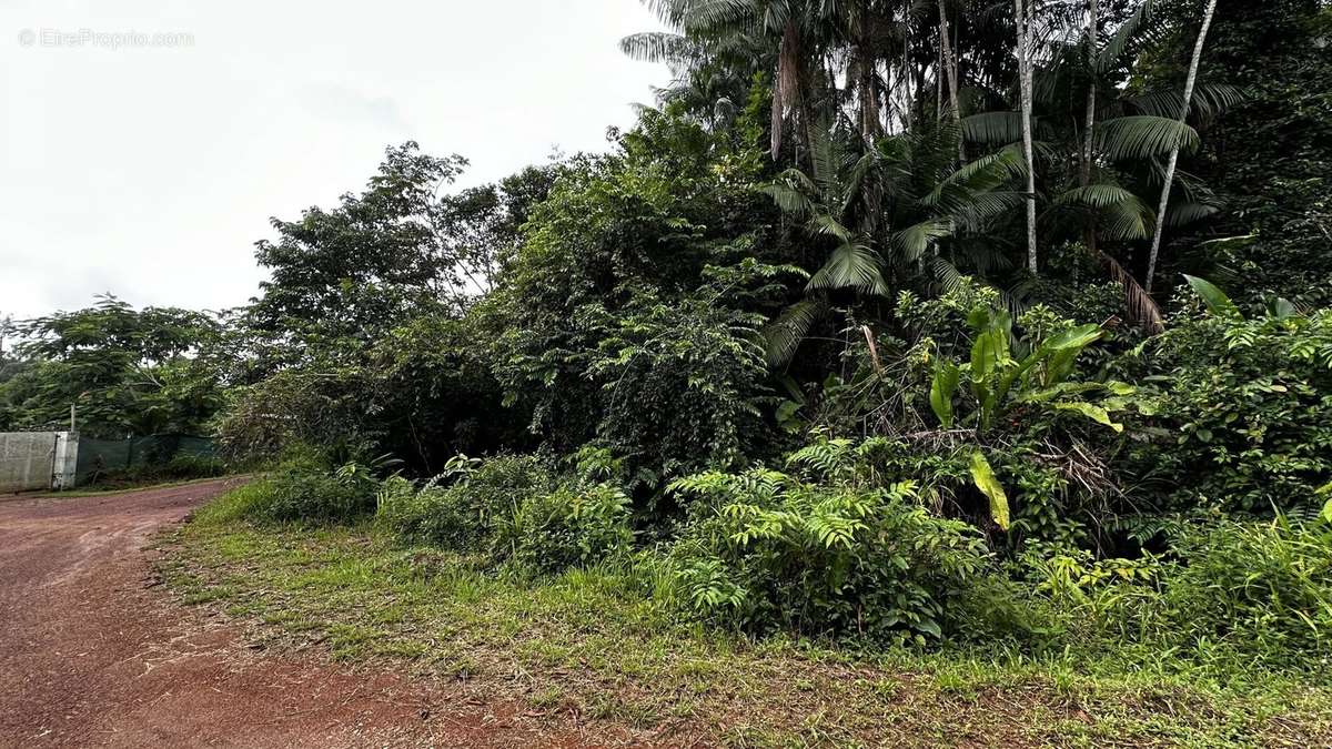 Terrain à CAYENNE