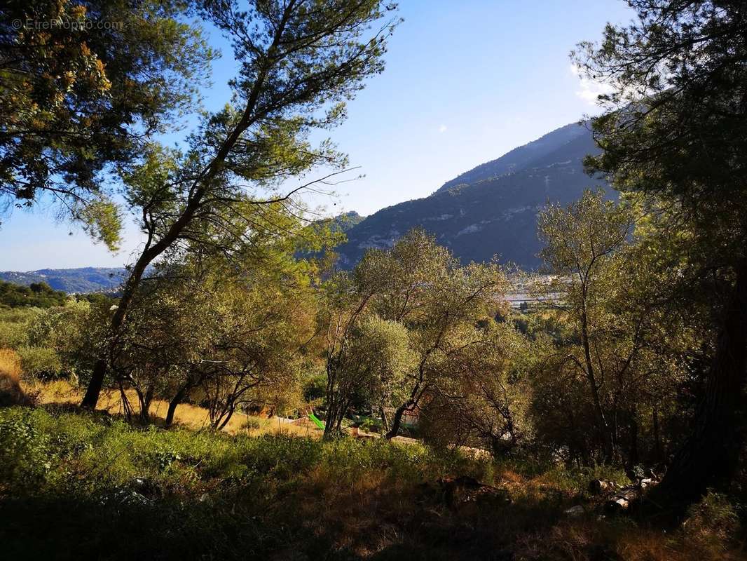 Terrain à SAINT-MARTIN-DU-VAR