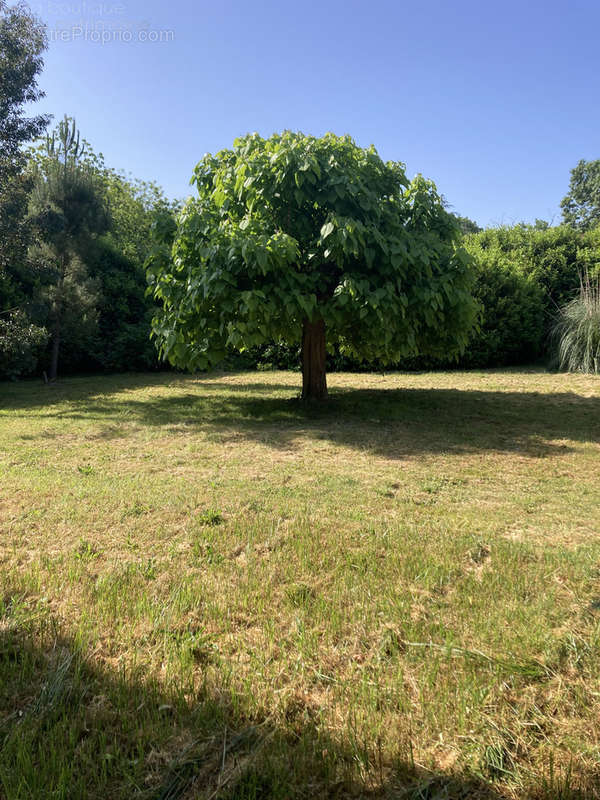 Maison à BAZAS