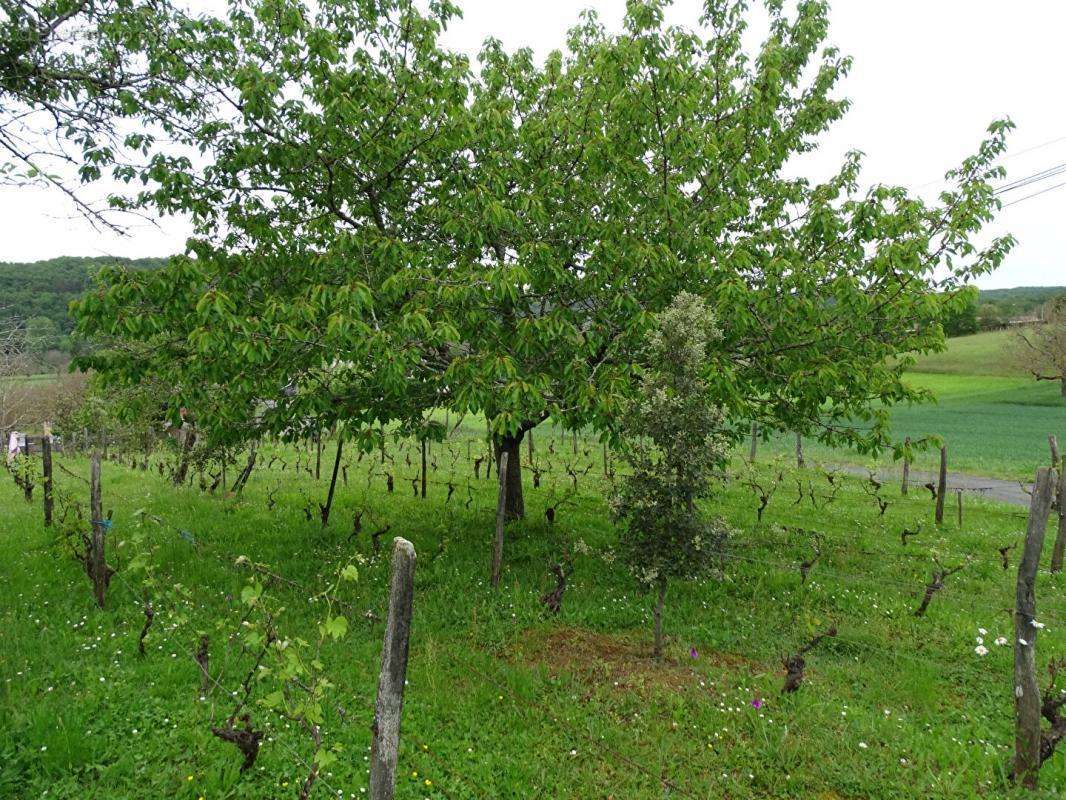 Terrain à AUBAS