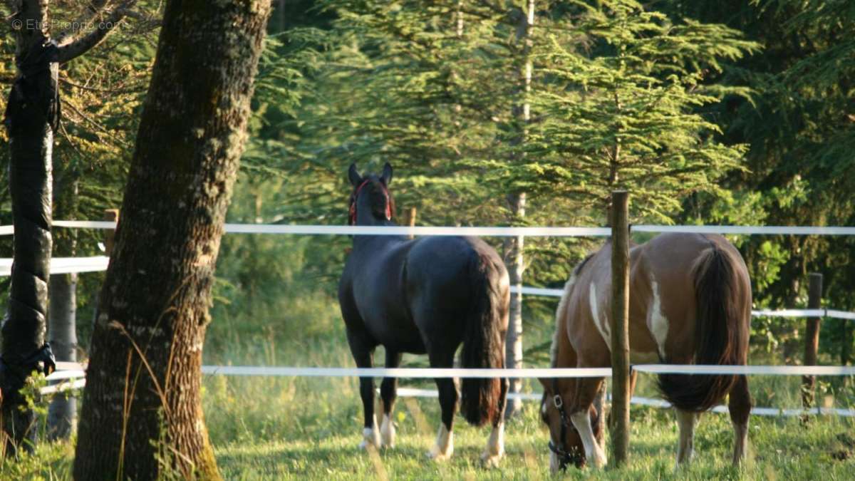 Chevaux - Maison à CASTELNAU-D&#039;AUZAN