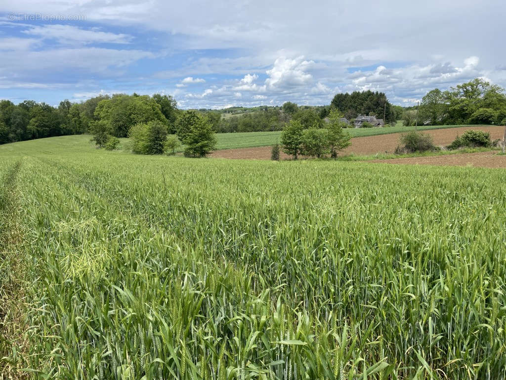 Terrain à VIGNOLS