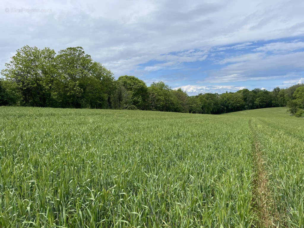 Terrain à VIGNOLS