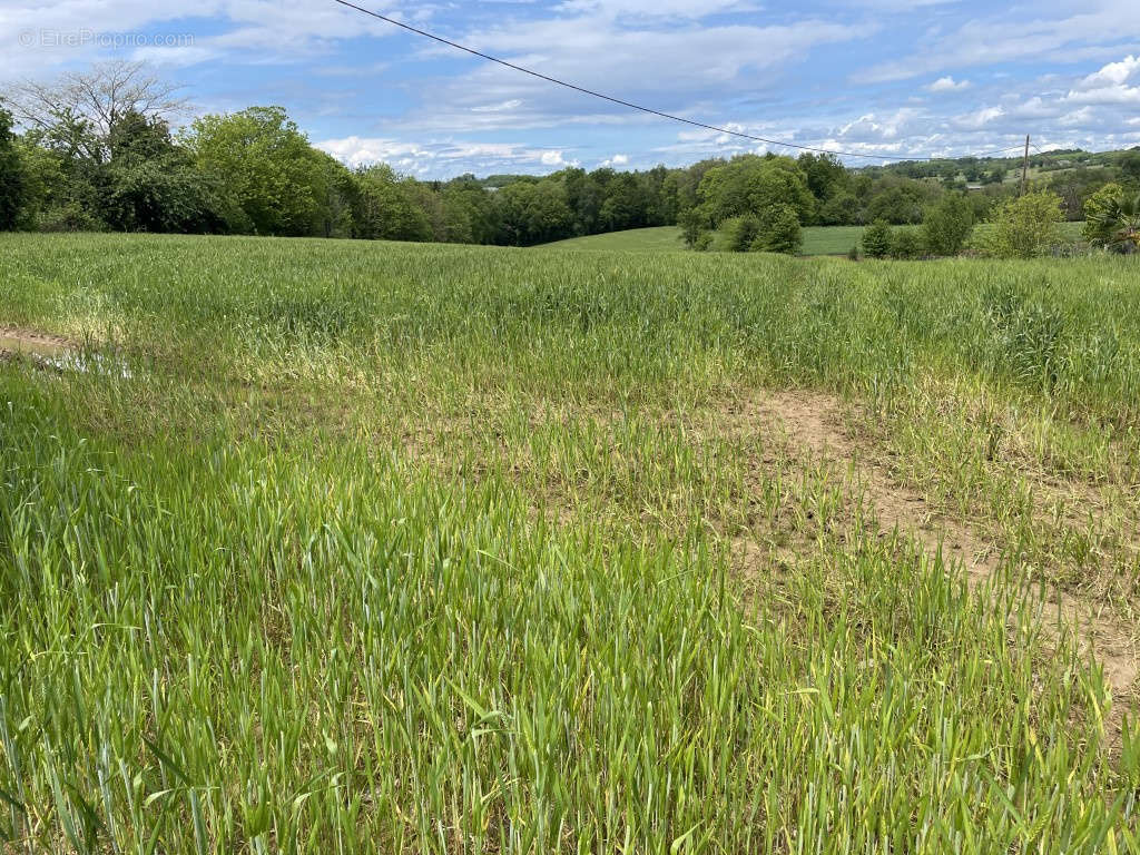 Terrain à VIGNOLS