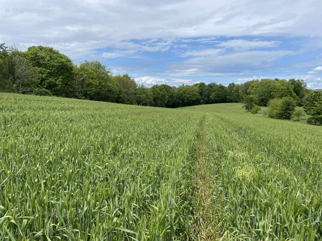 Terrain à VIGNOLS