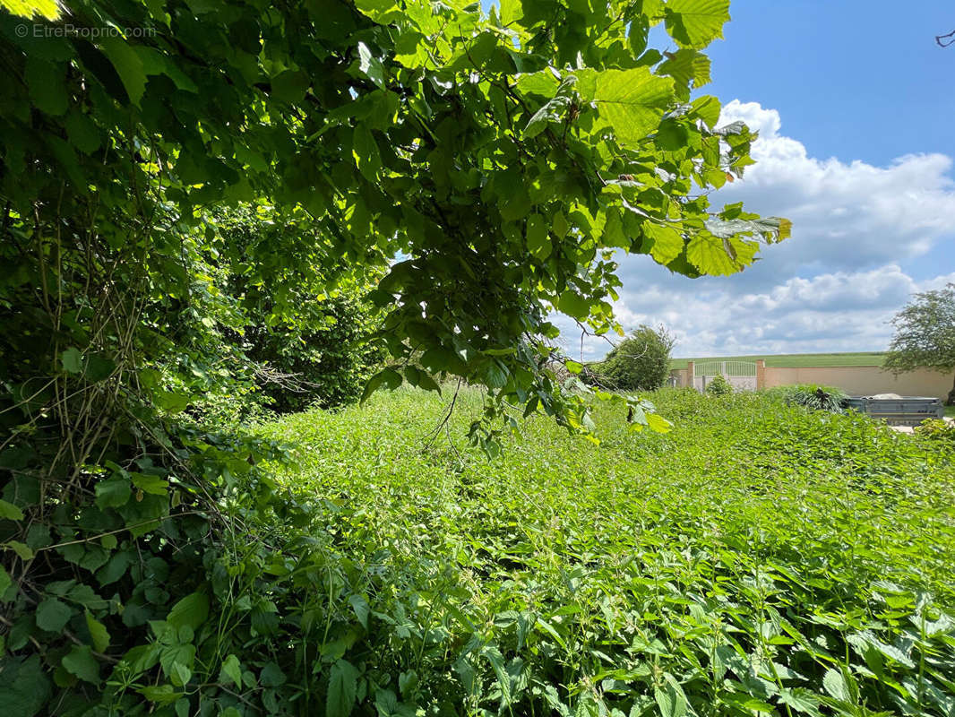 Terrain à DANNEMOIS