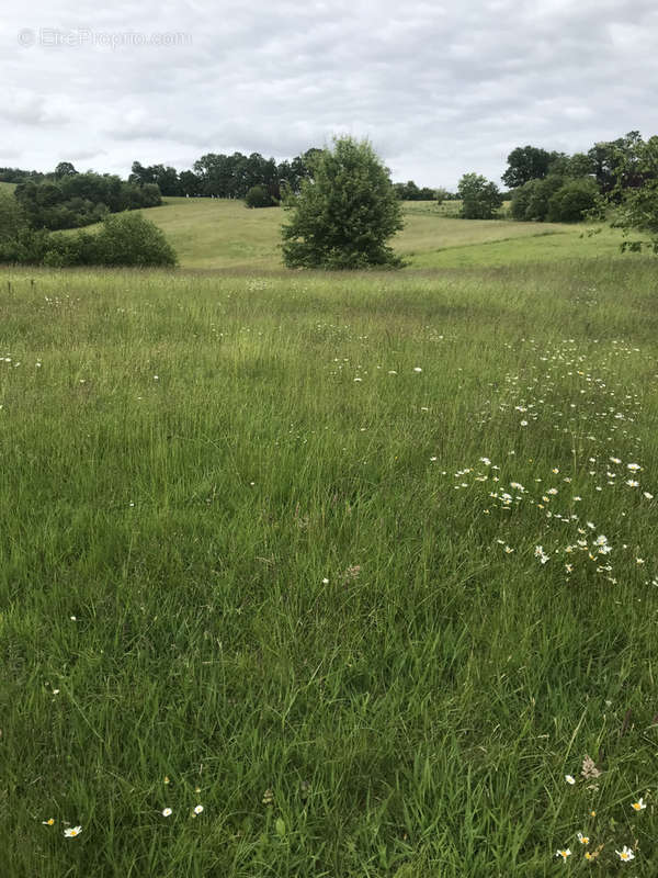 Terrain à SALIES-DE-BEARN