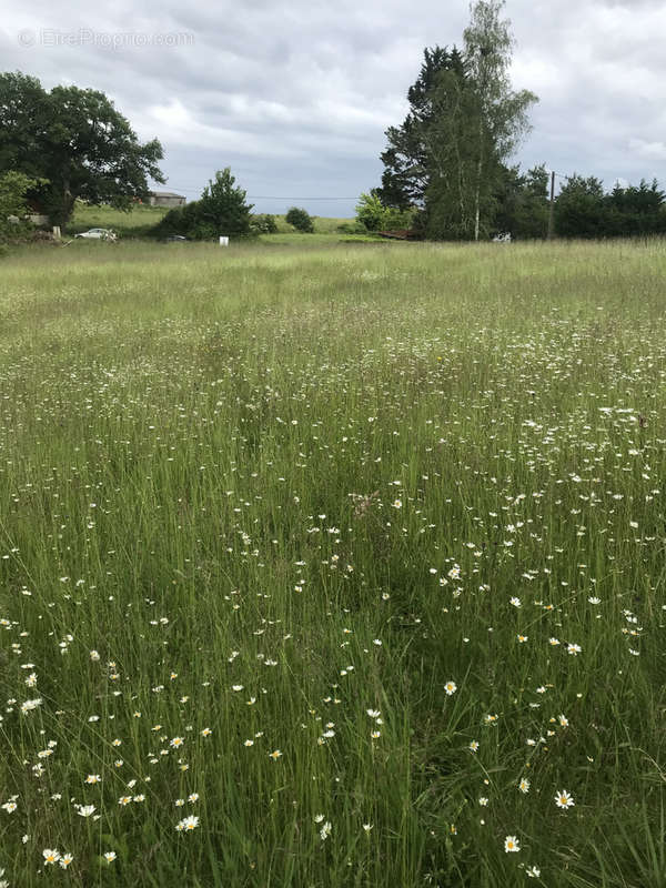 Terrain à SALIES-DE-BEARN