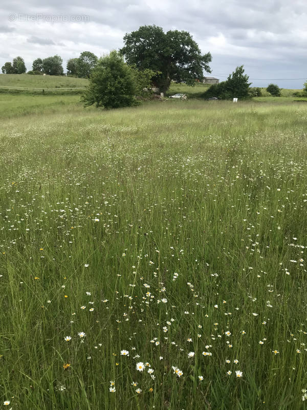 Terrain à SALIES-DE-BEARN