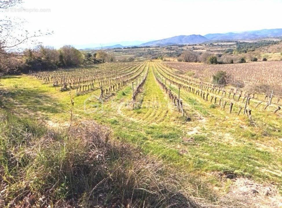 Terrain à MURVIEL-LES-BEZIERS