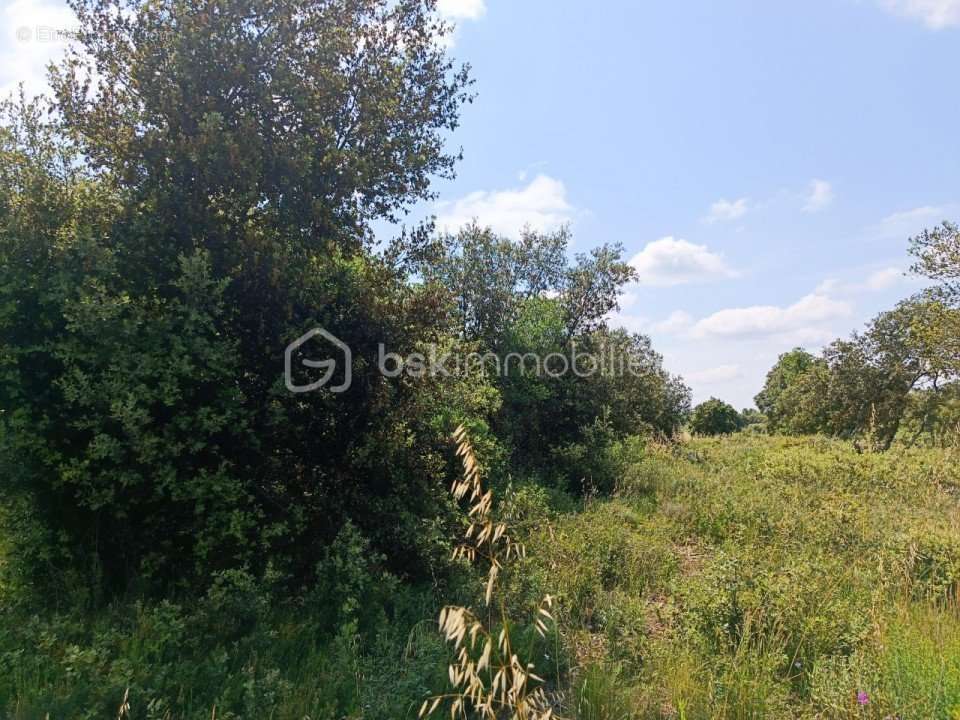 Terrain à LA CAPELLE-ET-MASMOLENE