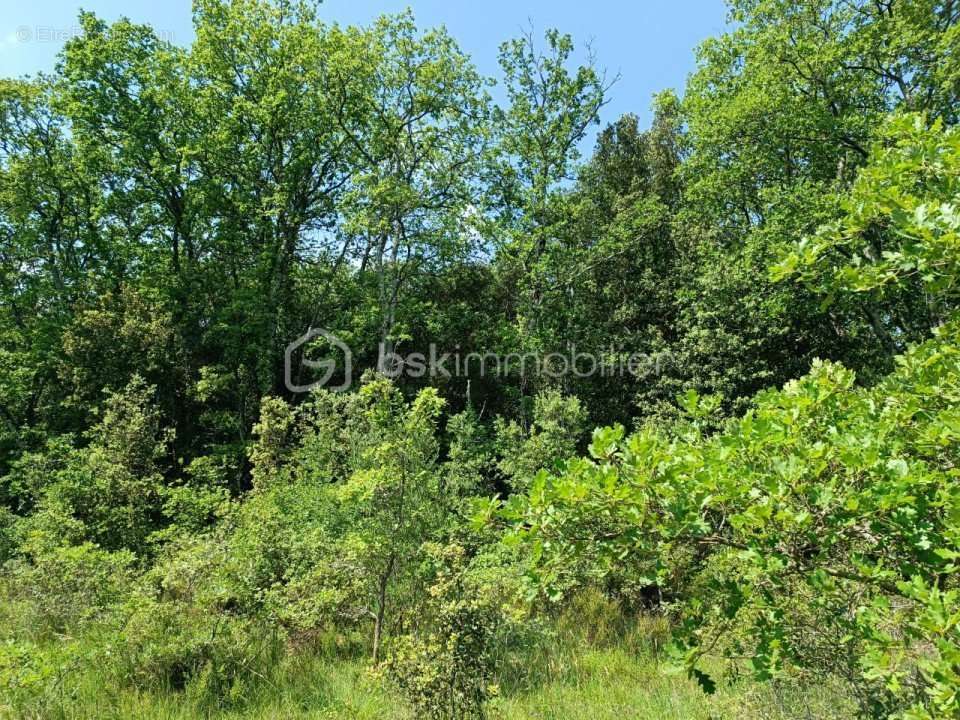 Terrain à LA CAPELLE-ET-MASMOLENE