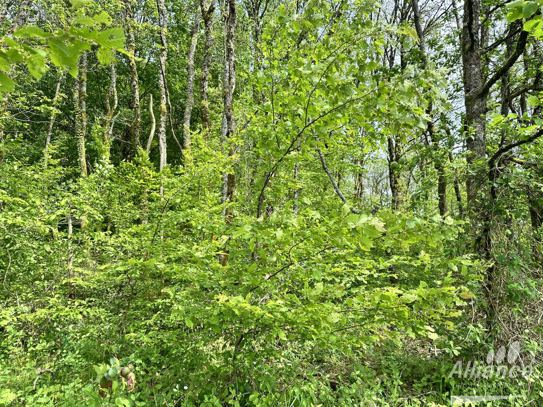 Terrain à LACHAPELLE-SOUS-CHAUX