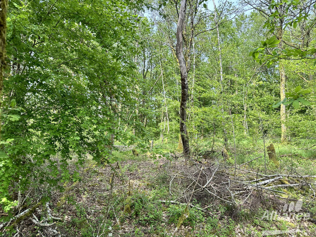 Terrain à LACHAPELLE-SOUS-CHAUX