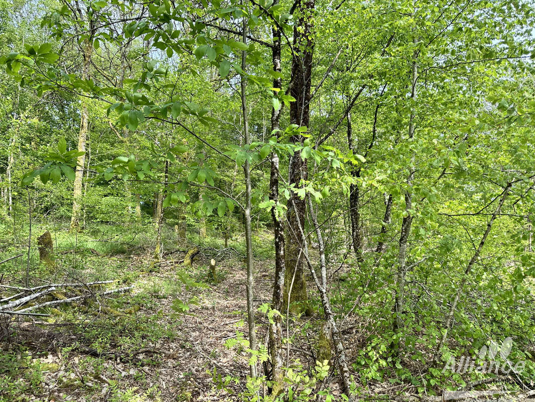 Terrain à LACHAPELLE-SOUS-CHAUX