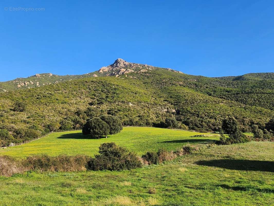 Terrain à BASTELICACCIA