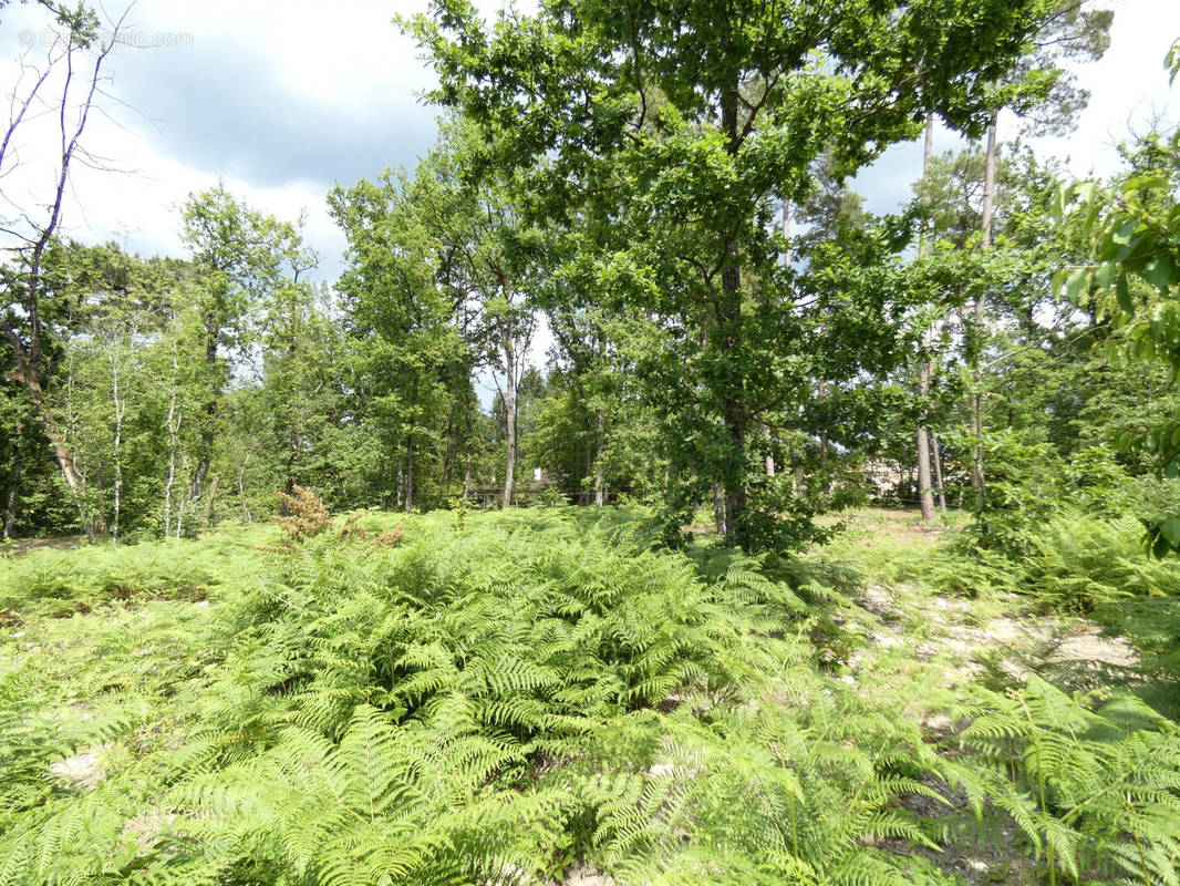 Terrain à MARSAC-SUR-L&#039;ISLE