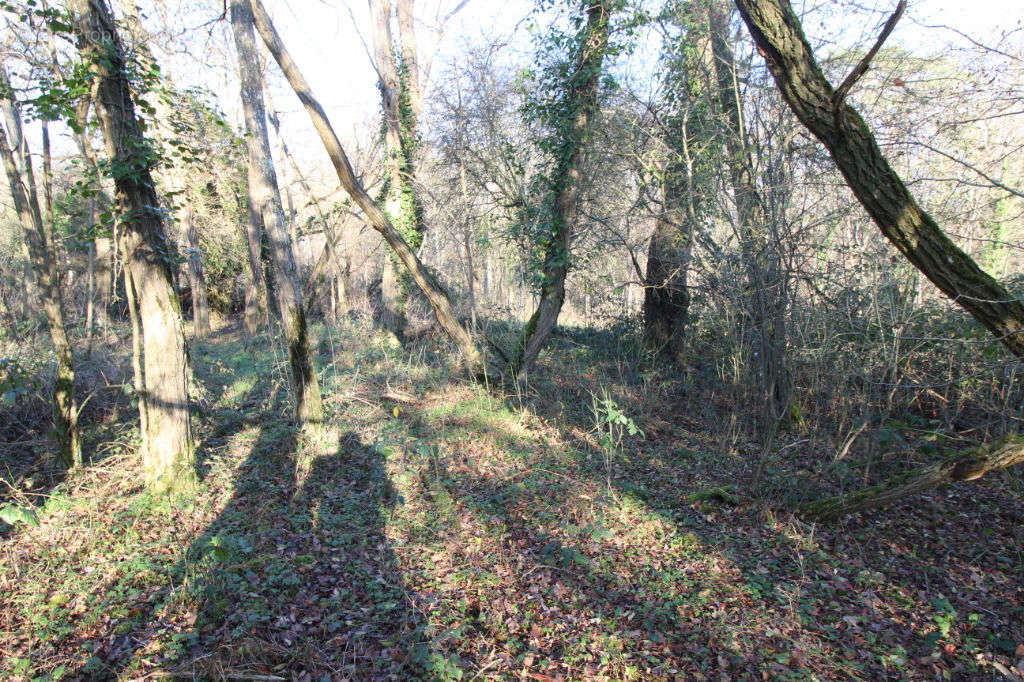 Terrain à LES MONTILS